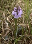 Heath Spotted Orchid - Glen Affric