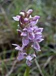 Marsh Orchid Allt a' Ghlomaich
