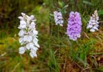 Heath Spotted Orchid Gleann Beag