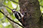Great Spotted Woodpecker Threave Galloway