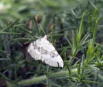 Silver-gound Carpet Moth Port O' Warren
