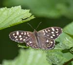 Speckled Wood Glasdrum NNR Appin
