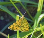Speckled Yellow Moth Port O' Warren