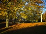 Autumn Shadows, Birch Hill