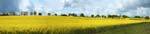 Rape Fields