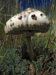 Parasol Mushroom Mount Sartorius