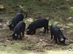 Nebrodi Black Pigs Lago Maulazzo