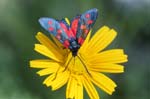 Burnet Moth on Yellow Ox-eye Daisy