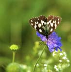 Marbled White on Scabious