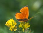 Male Scarce Copper on Meadow Vetchling Mostnica Gorge