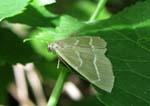 Little Emerald Moth