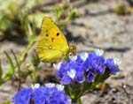 Clouded Yellow on Winged Sea Lavender, Cabo de Gata