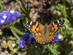 Painted Lady on Winged Sea Lavender, Cabo de Gata