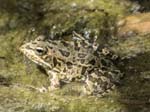 Frog, Los Molinos del Rio de Aguas