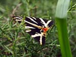 Jersey Tiger Moth,Rio Cubo, Cosgaya