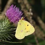 Pale Clouded Yellow, Beges
