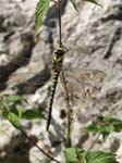 Gold-ringed Dragonfly