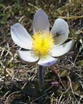 Pale Pasque Flower, Near Bachsee, Bernese Oberland,