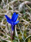 Spring Gentian at Cow Green