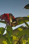 Yellow Helen (Papilio chaon Westwood) San Kwang