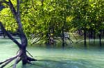 Mangroves Hong Islands