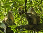 Macaques Wat Tham Sua