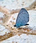 Blue Butterfly Kayakoy