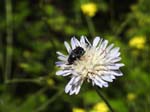 Pollen Beetle on Scabious