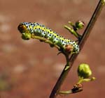 Mullein Moth Caterpillar on Figwort