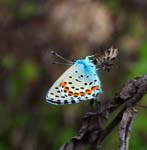 "Blue" Butterfly