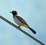 White-spectacled (Yellow-vented) Bulbul