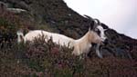 Mountain Goat Tryfan