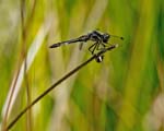 Male Black Darter RSPB Ynys-hir