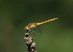 Female Common Darte RSPB Ynys-hir