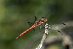 Male Common Darter RSPB Ynys-hir