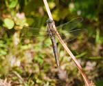 Norfolk Hawker RSPB Ynys-hir
