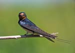 Swallow RSPB Ynys-hir