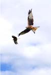 Red Kite Cross Inn feeding station