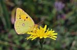 Clouded Yellow