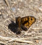 Wall Brown
