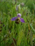 Bee Orchid Whiteford NNR
