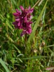 Broad-leaved Marsh Orchid Whiteford NNR