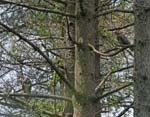 Buzzard babes-in-the-woods Whiteford NNR