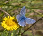 Common Blue