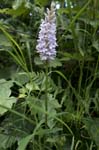 Common Spotted Orchid Oxwich NNR