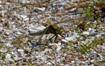 Female Blacke-tailed Skimmer Oxwich NNR
