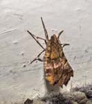 Early Thorn Moth Borth-y-Gest