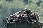 Dyfi Osprey Project Machynlleth