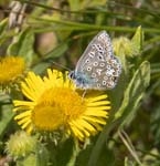 Common Blue