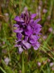 Southern Marsh Orchid Whiteford NNR